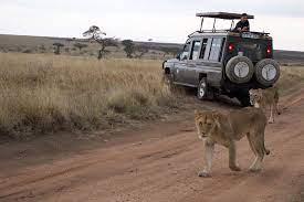 Rustic Trails: Off the Beaten Path Safari