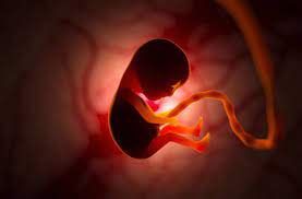 The Impact of Maternal Stress on Fetal Development: Understanding the Connection and Implementing Coping Strategies