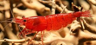 Optimal Tank Conditions for Successful Breeding of Aquarium Shrimp